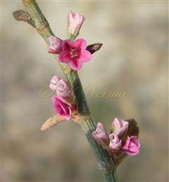  Inflorescence-Axillary fascicles of 3-4 flowers